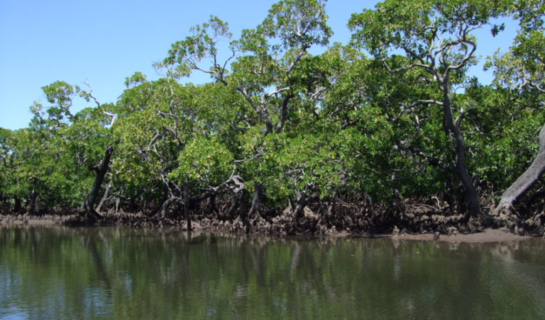 Importance Of Mangroves In The Prevention Of The Coastal Erosion